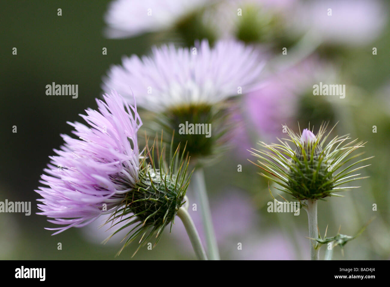 Il latte di cardi su La Gomera, isole Canarie (Galactites tomentosa) Foto Stock