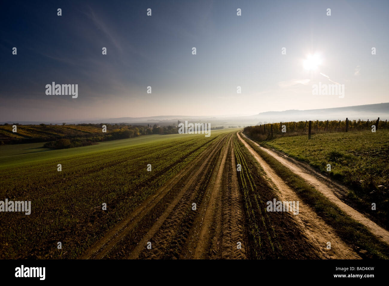 Campagna mattina con una strada vigna cielo azzurro e soleggiato sud della Moravia Repubblica Ceca Foto Stock