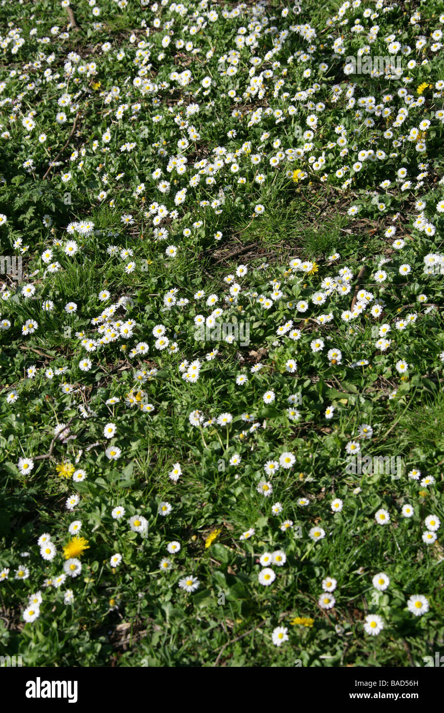 Daisy comune, Lawn Daisy o inglese Daisy, Bellis perennis, Asteraceae. REGNO UNITO Foto Stock