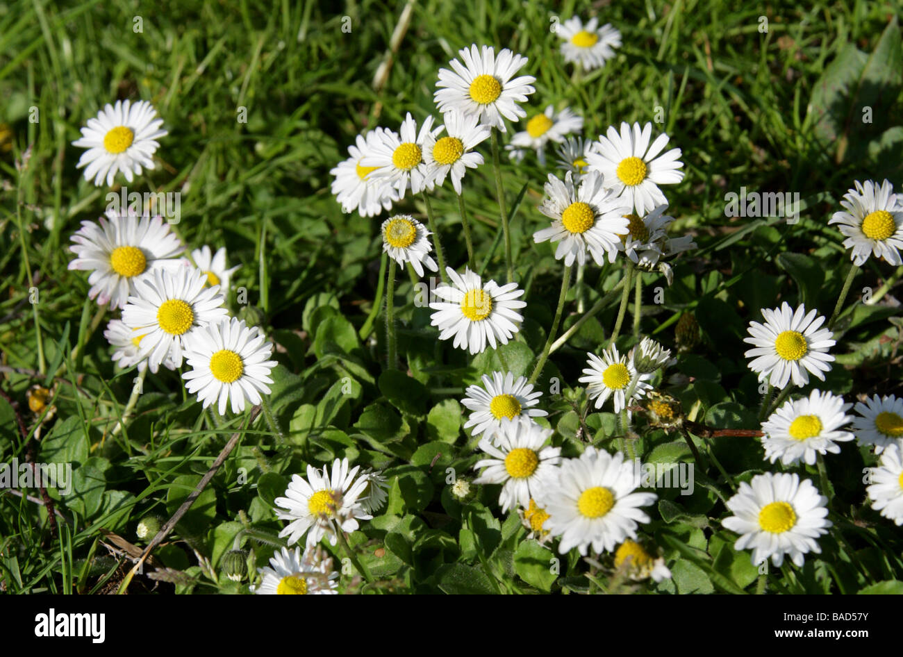 Daisy comune, Lawn Daisy o inglese Daisy, Bellis perennis, Asteraceae. REGNO UNITO Foto Stock