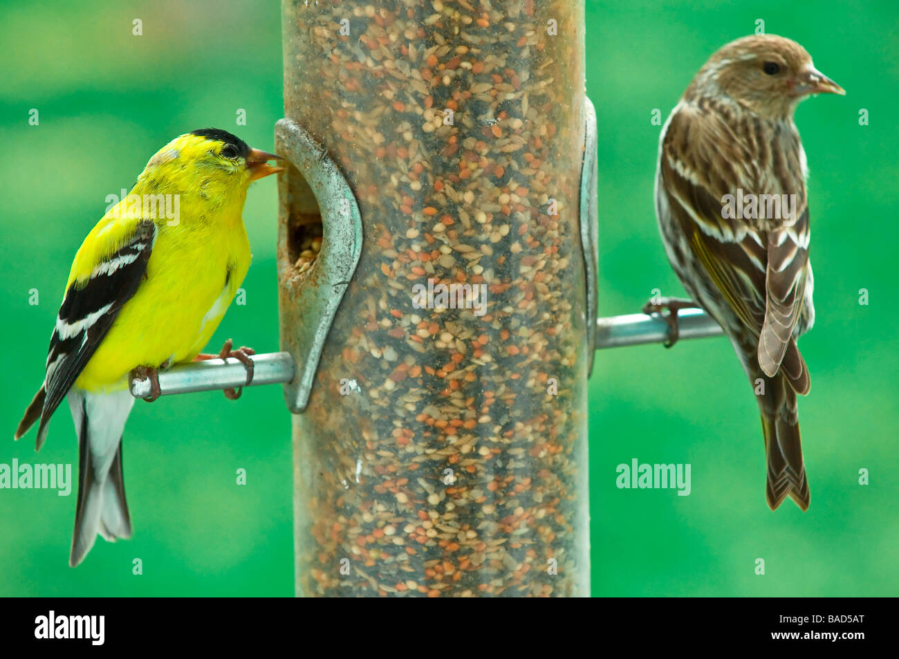 Cardellino maschio e il Pino Lucherino su Bird Feeder Foto Stock
