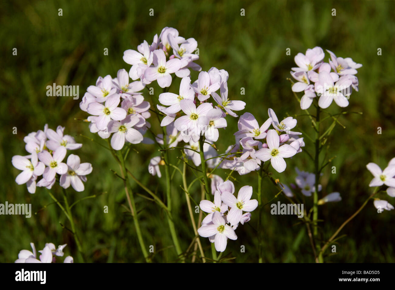 Il cuculo fiore cardamine pratensis signora Smock Brassicaceae Foto Stock