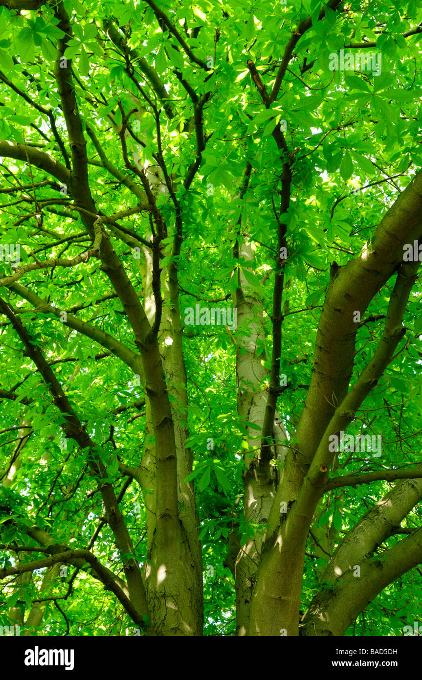 Ippocastano Tree appena entrano in foglia, Houghton, Cambridgeshire England Regno Unito Foto Stock
