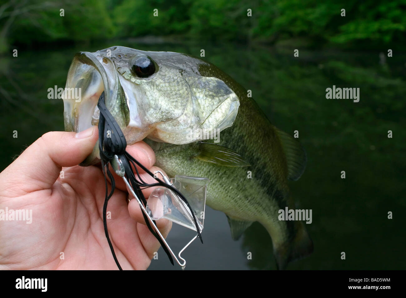 Basso di pesca Foto Stock