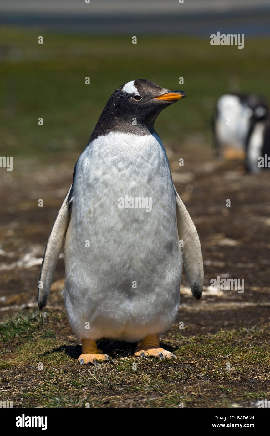 Pinguino Gentoo a Bluff Cove, vicino a Stanley, Isole Falkland. Foto Stock