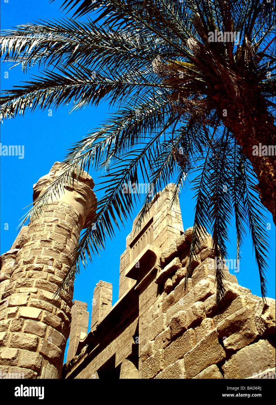 Tempio di Karnak e Palma a Luxor, Egitto Foto Stock