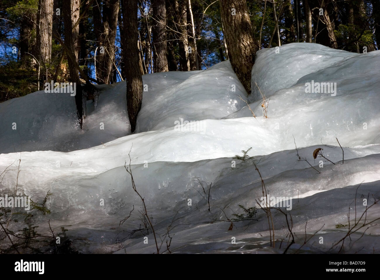 Massa di ghiaccio in foresta Foto Stock