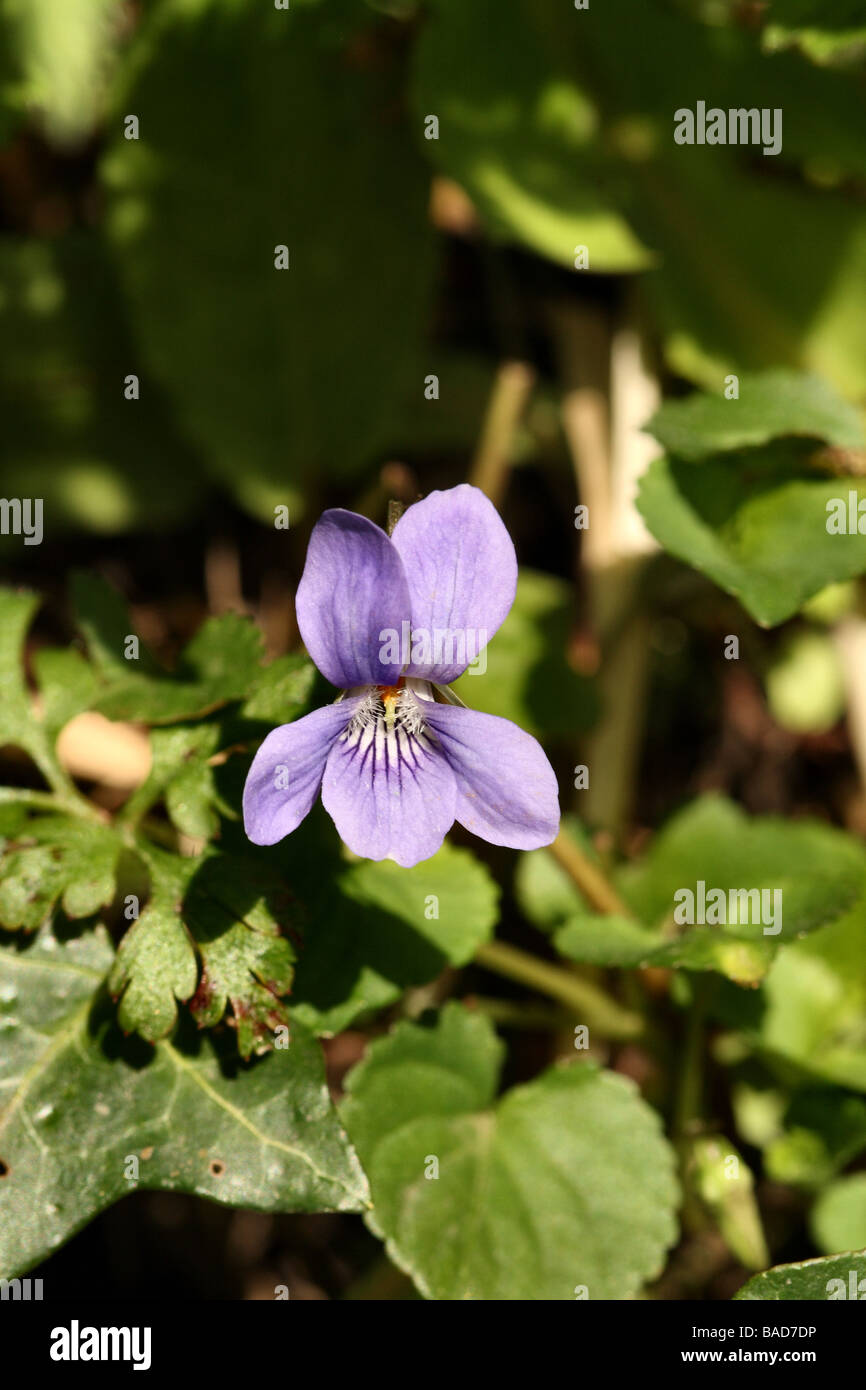 Cane comune Viola Viola riviniana famiglia Violaceae struttura floreale in dettaglio Foto Stock