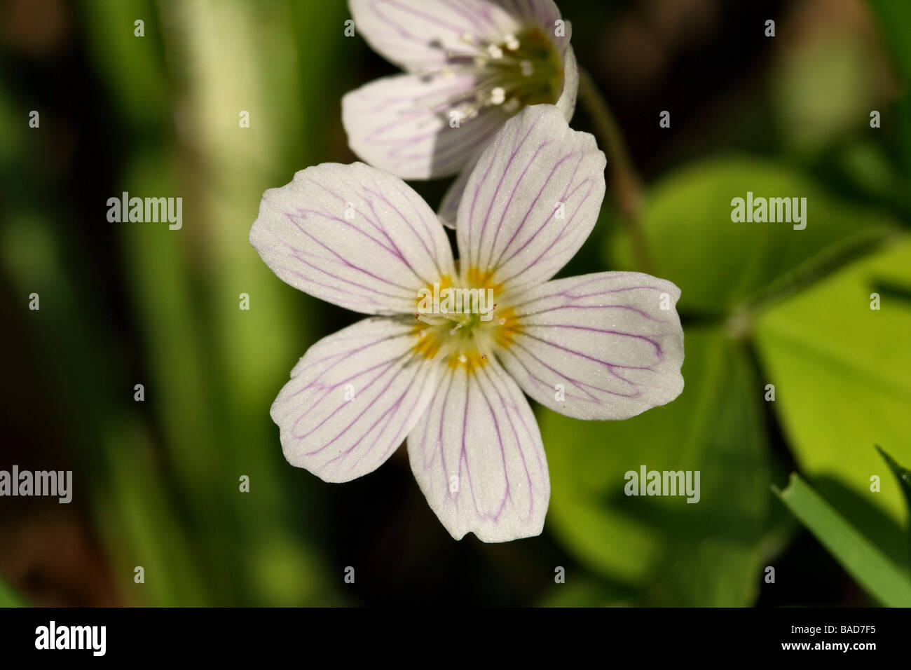 Wood Sorrel Oxalis acetosella famiglia Oxalidaceae fiore in macro dettaglio mostrante la struttura compresi veination viola in petali Foto Stock