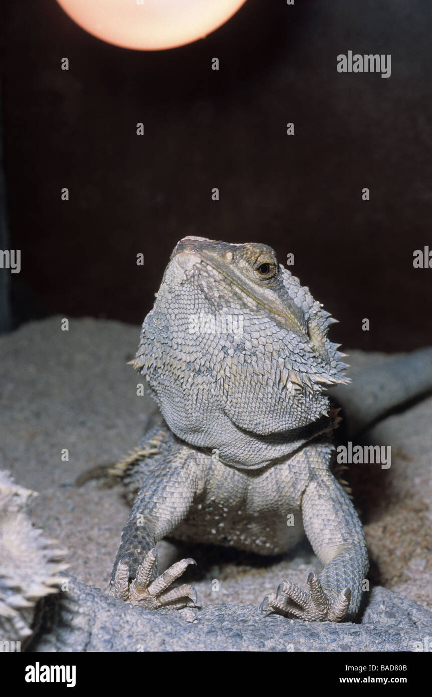 Pogona vitticeps, australiano drago barbuto, Agamidae Foto Stock