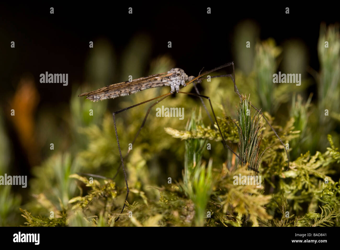 CraneFly su Moss prese a Roydon Boschi Foto Stock