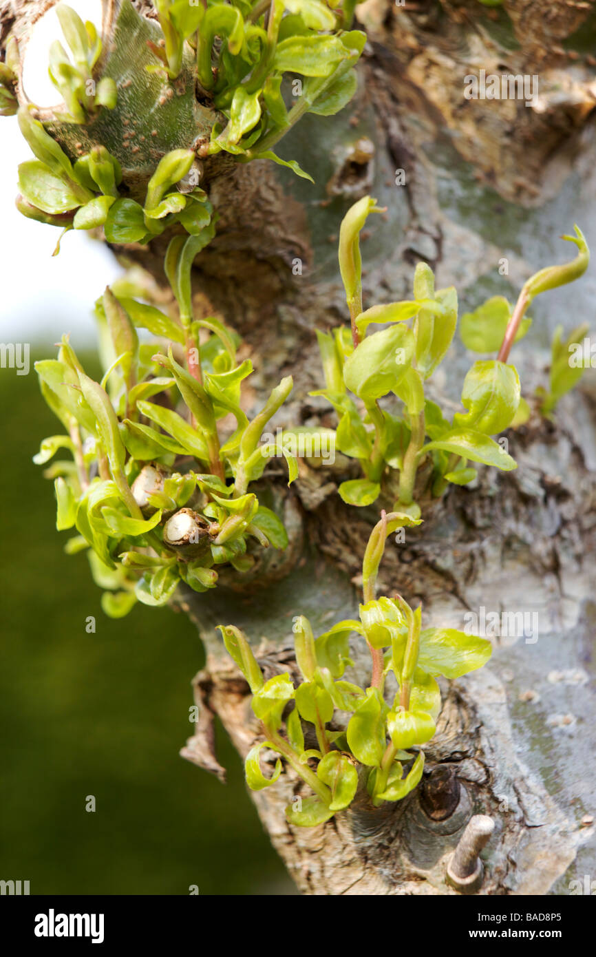 Pollarded willow la germogliazione Foto Stock