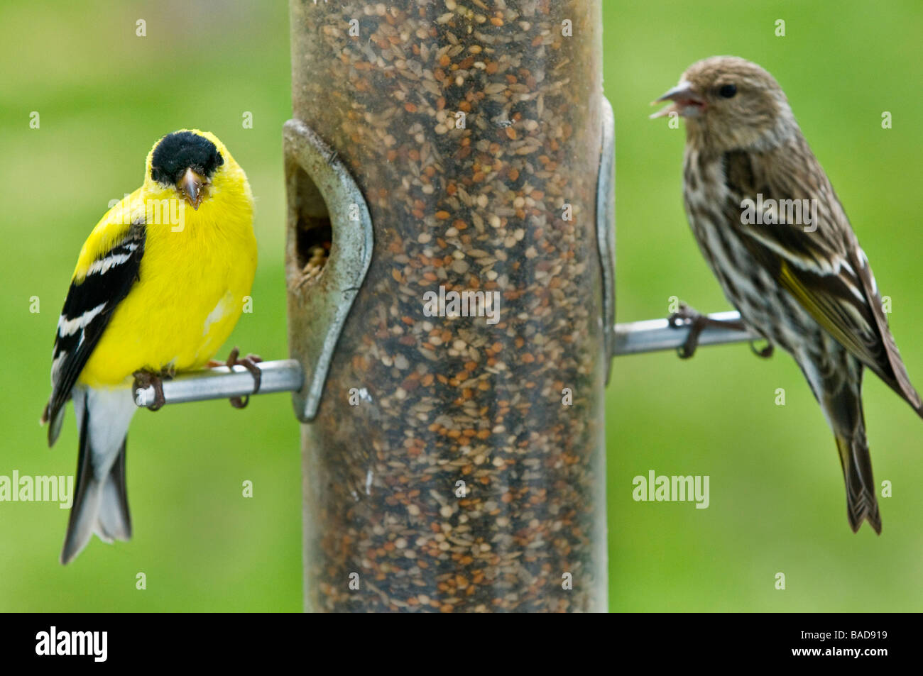 Cardellino maschio e il Pino Lucherino su Bird Feeder Foto Stock