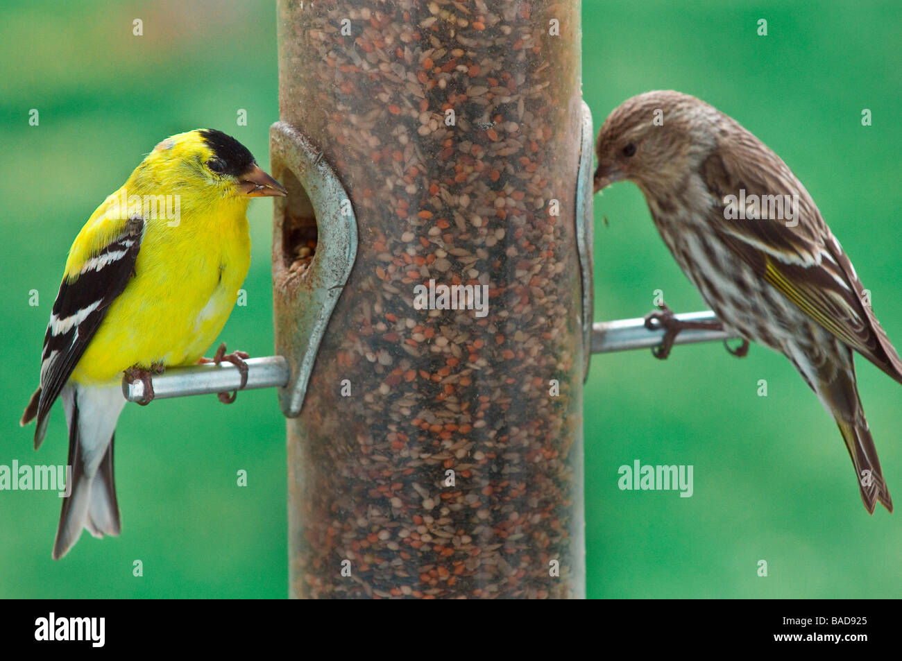 Cardellino maschio e il Pino Lucherino su Bird Feeder Foto Stock