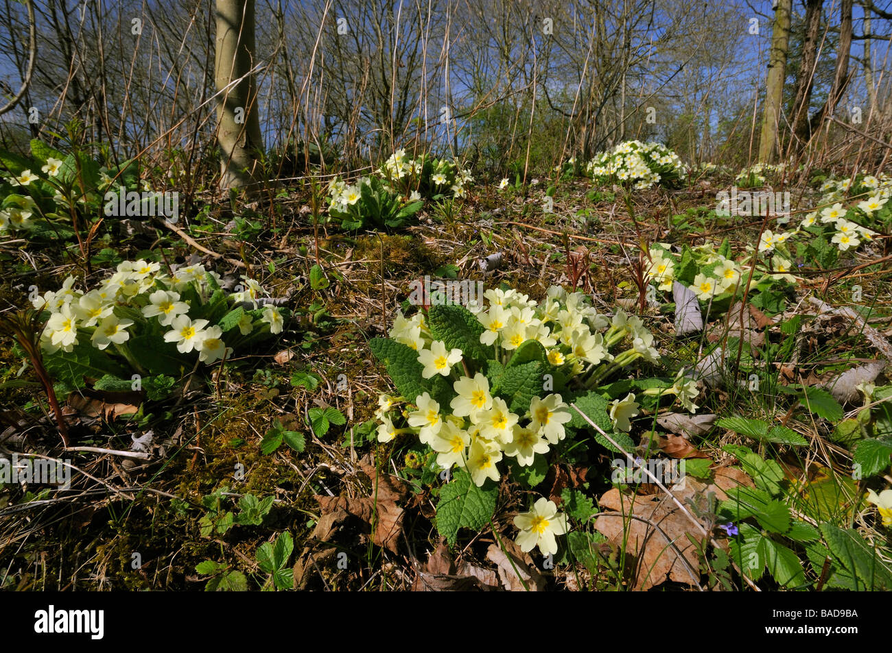 Primrose Primula vulgaris crescendo in copised woodland Foto Stock