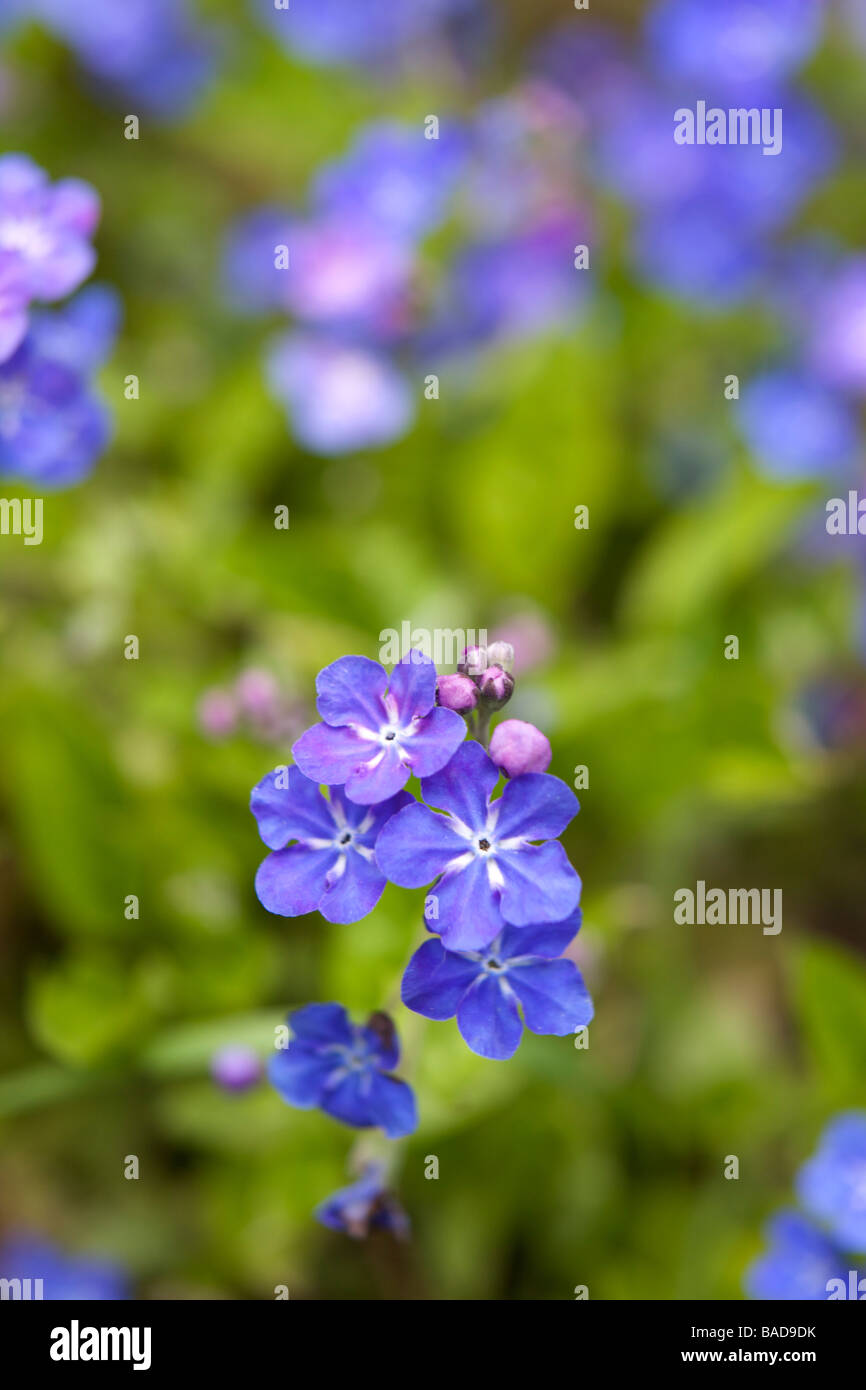 Omphalodes cappadocica fiori Foto Stock