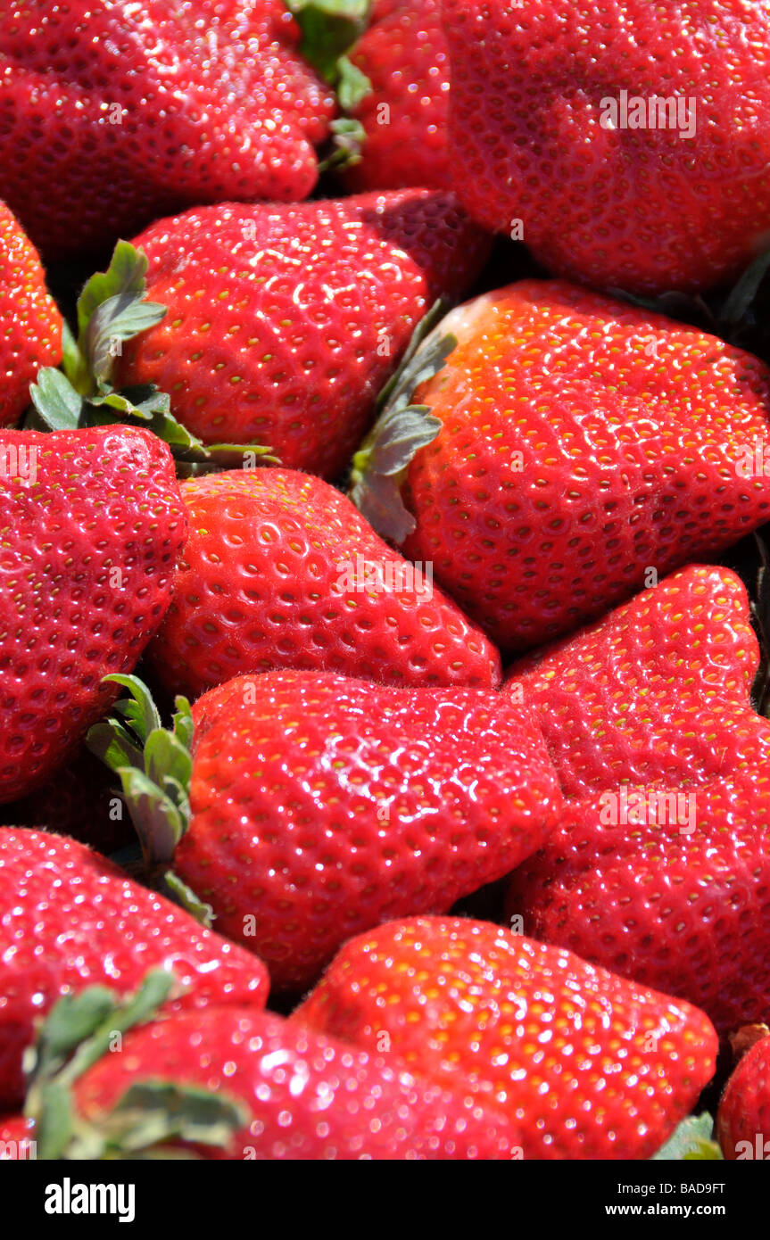 Fragole al Festival di fragola Plant City Florida Foto Stock