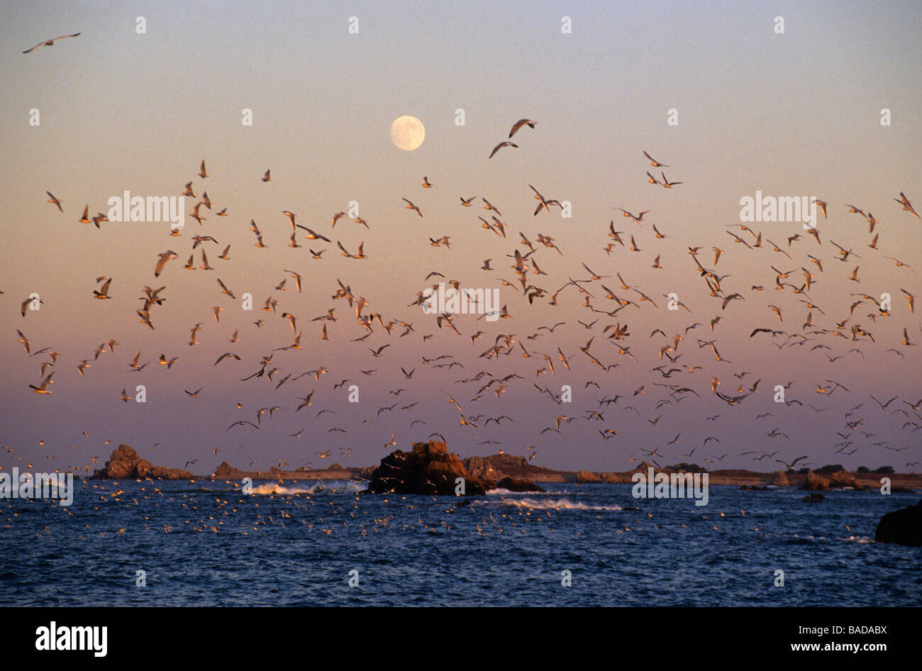 Francia, Cotes d'Armor, Cote des Ajoncs tour, Plougrescant, l'oceano circa Pors Hir Foto Stock