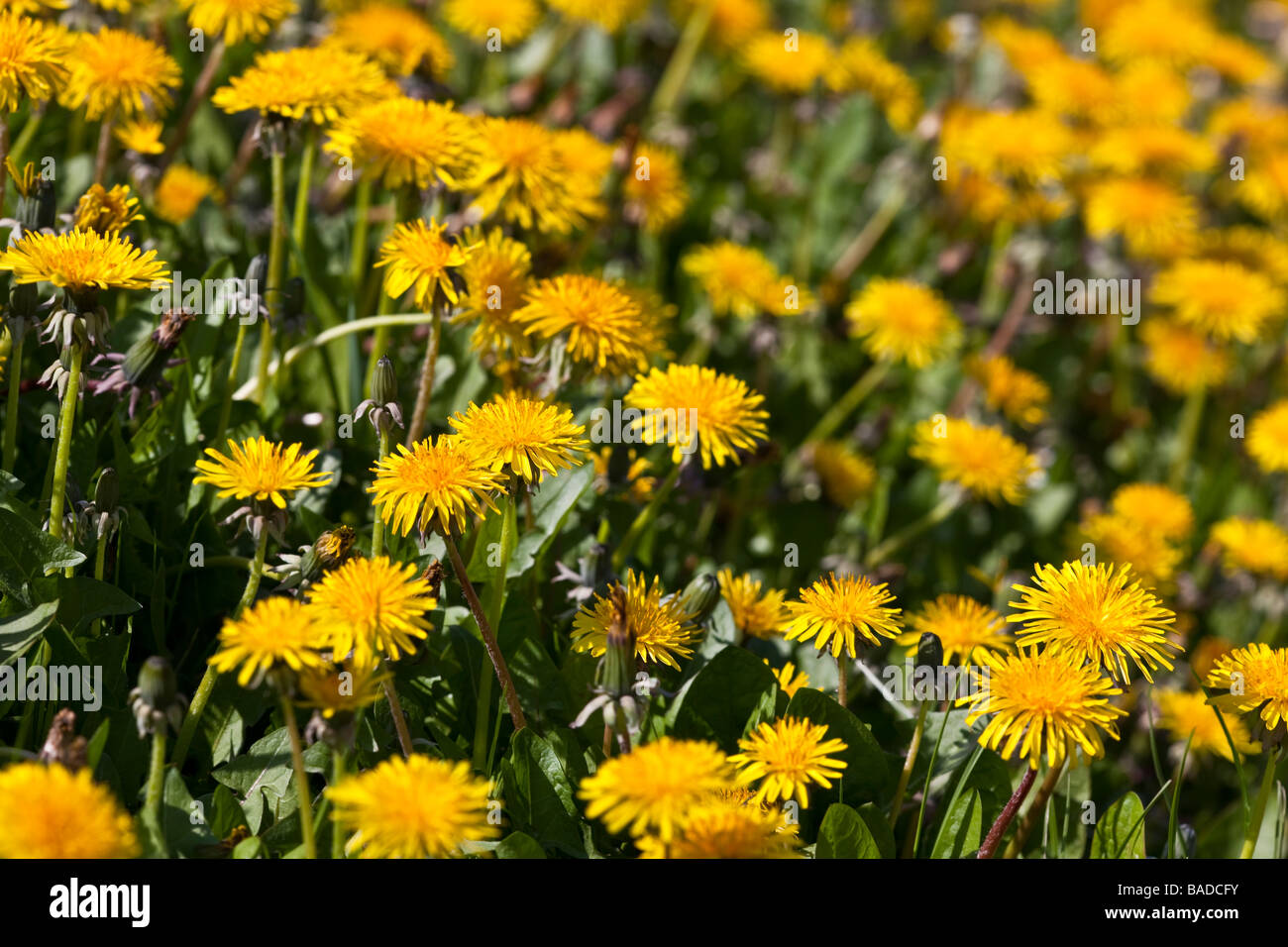 Ammassato il tarassaco su una banchina erba orlo Foto Stock