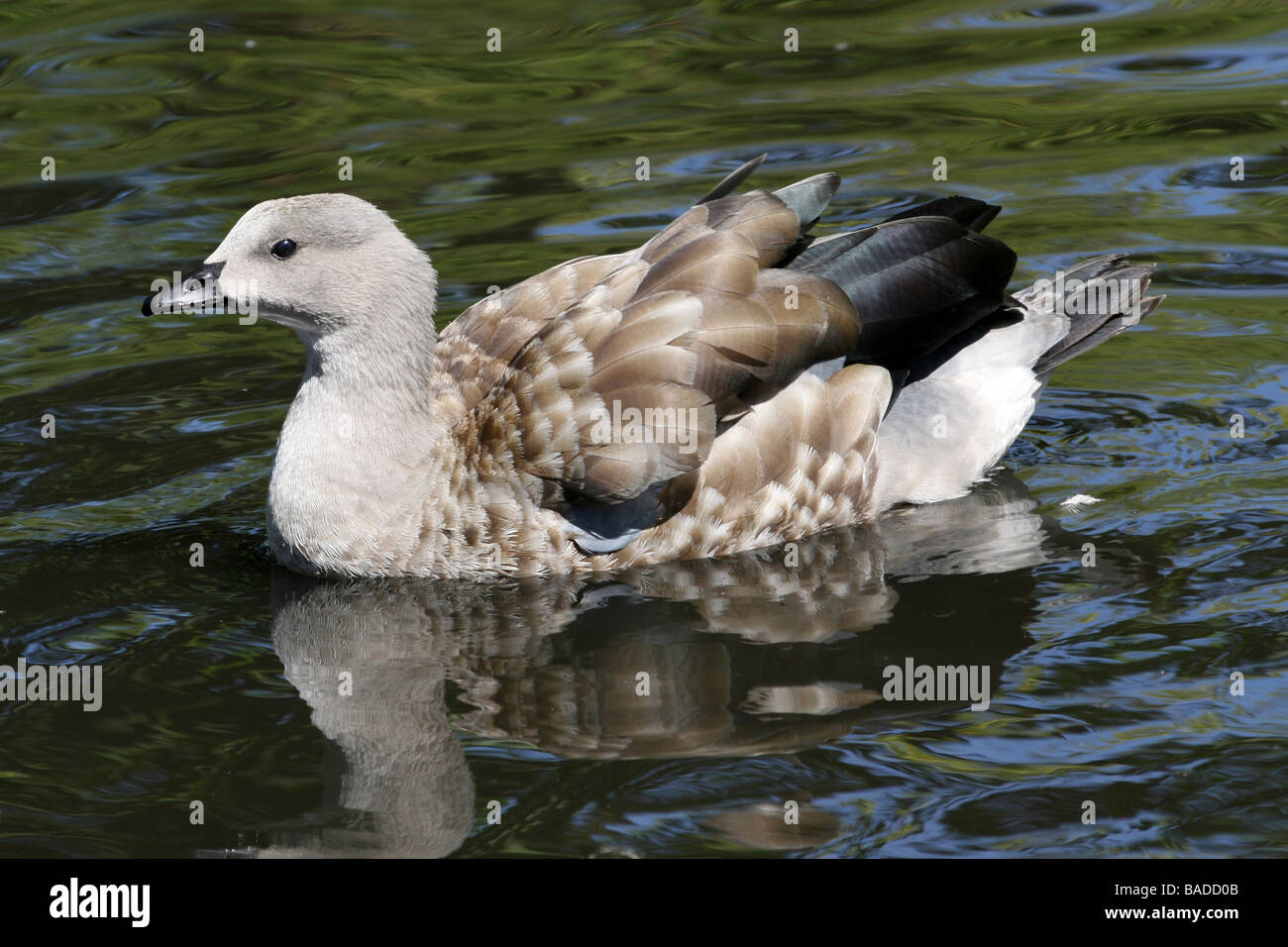 Blu-winged Goose Cyanochen cyanoptera nuoto su acqua prelevata a Martin mera WWT, LANCASHIRE REGNO UNITO Foto Stock