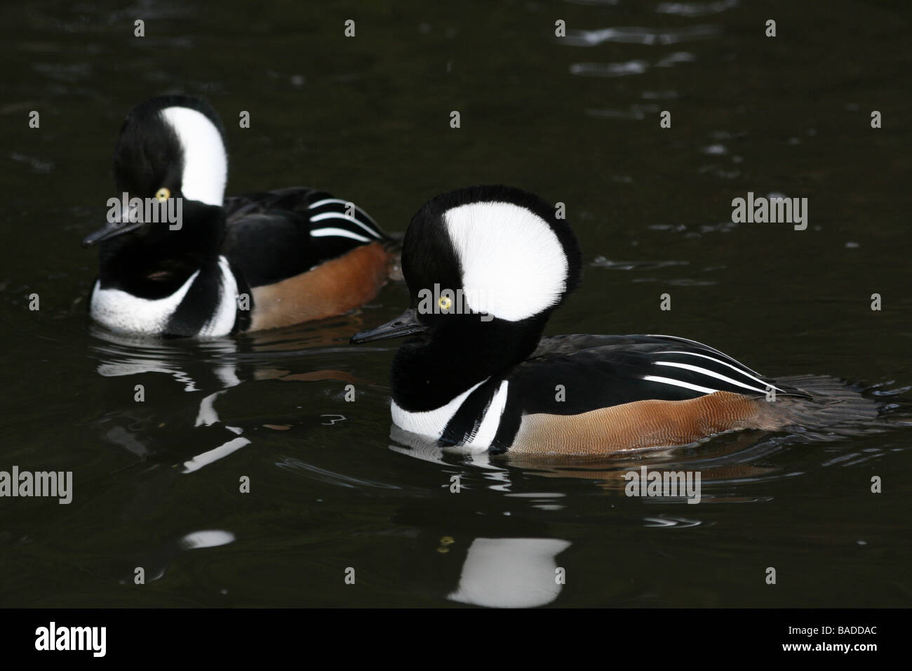 Due uomini incappucciati Mergansers Lophodytes cucullatus nuoto su acqua prelevata a Martin mera WWT, LANCASHIRE REGNO UNITO Foto Stock