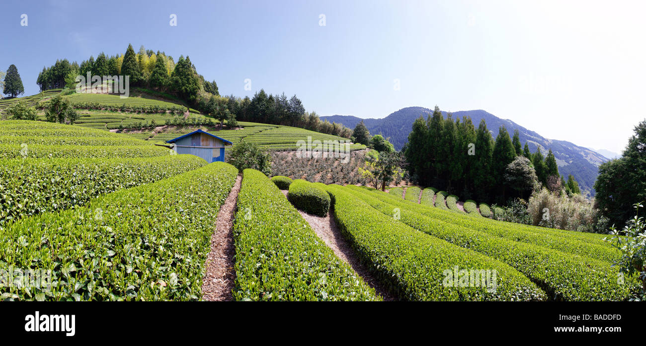 Versante la piantagione di tè in Giappone Foto Stock