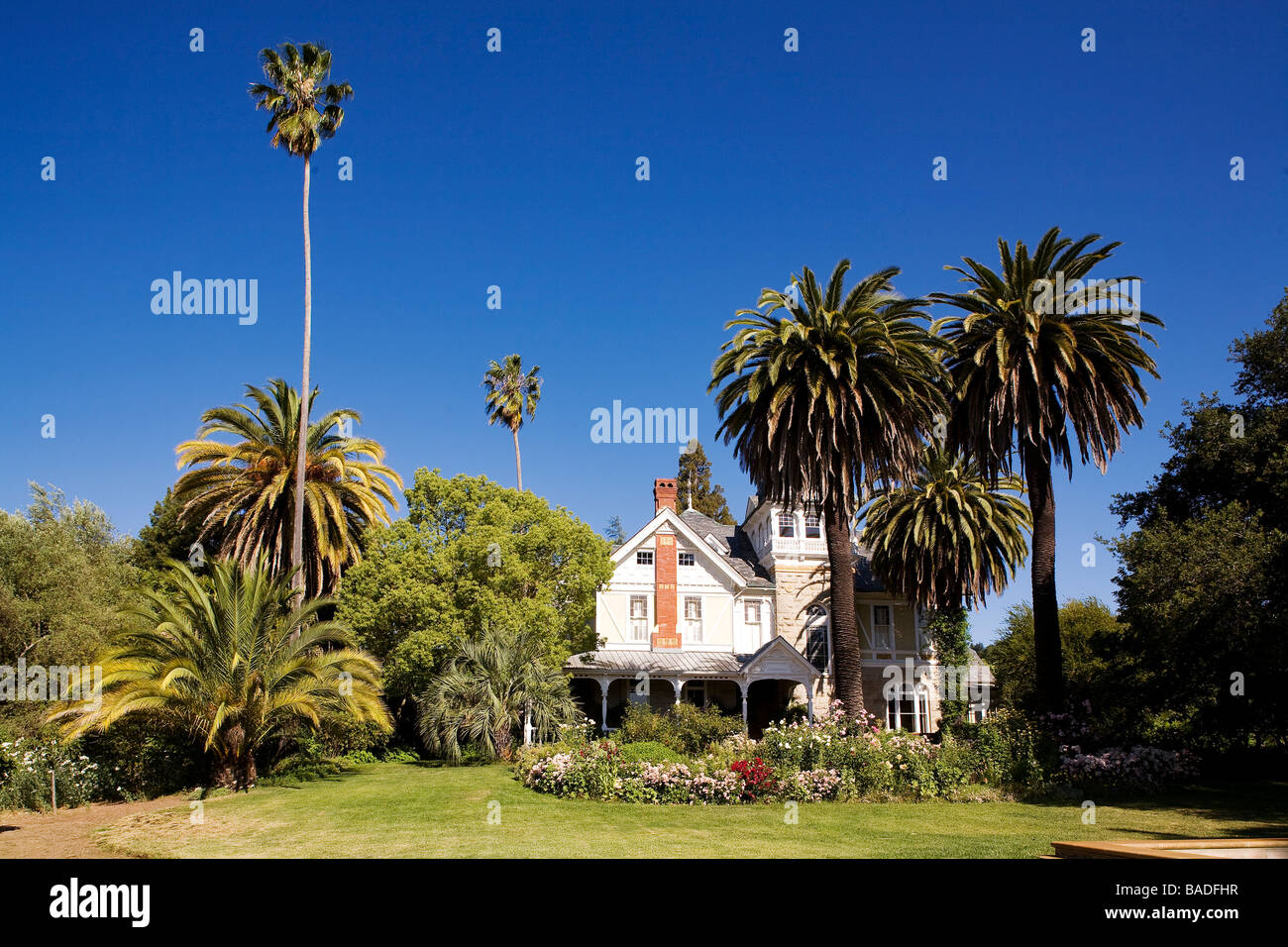 Gli Stati Uniti, California, Napa Valley, Saint Helena, molla vigneti di montagna Foto Stock