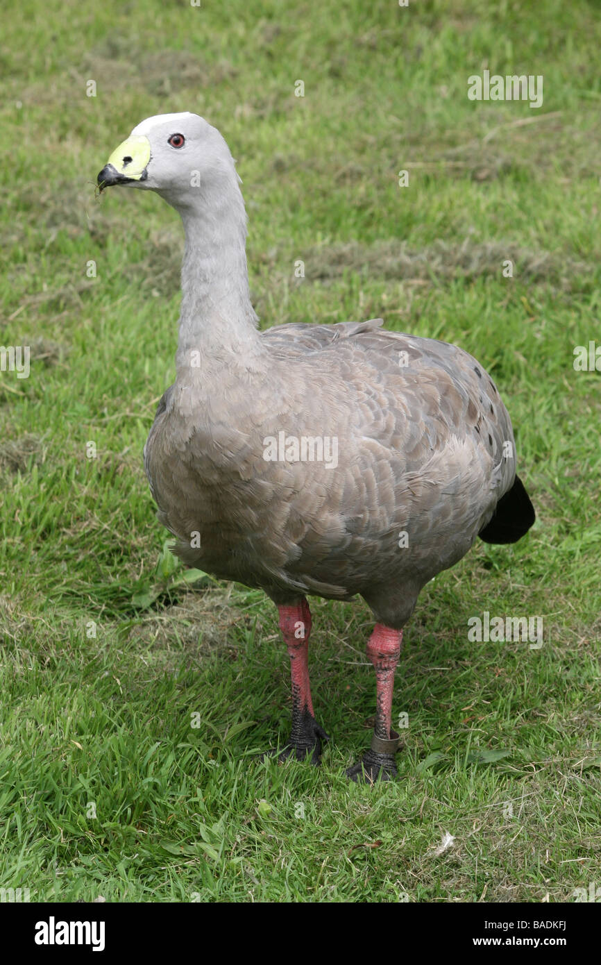 Cape sterile Goose Cereopsis novaehollandiae permanente sulla erba prese a Martin mera WWT, LANCASHIRE REGNO UNITO Foto Stock