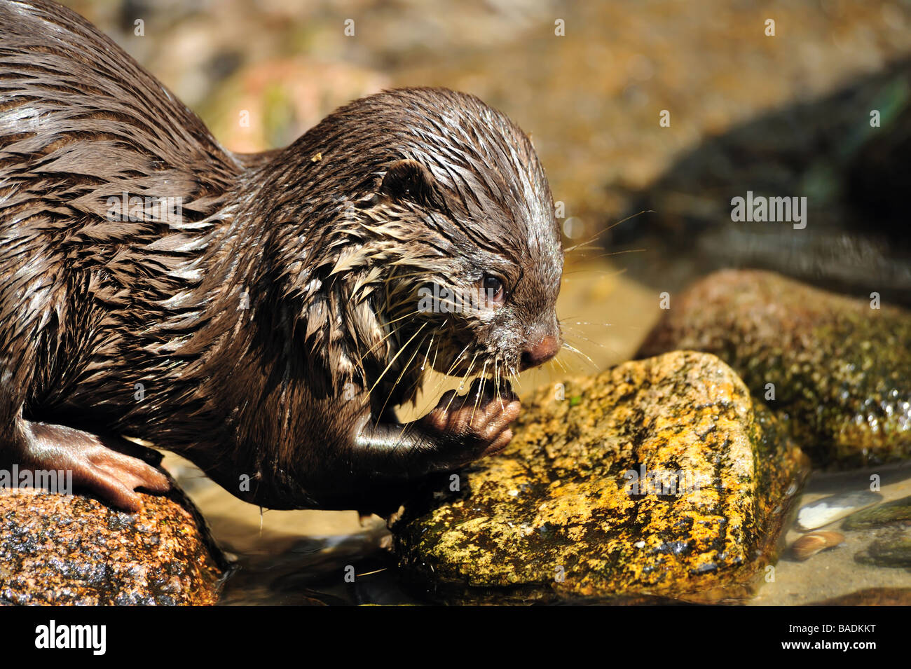 Oriental piccola artigliato Otter Aonyx cinerea noto anche come piccola asiatica artigliato Otter Foto Stock