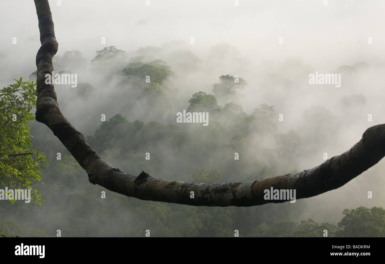 Nebbia di mattina rising fuori foresta pluviale primaria di Danum Valley Conservation Area Sabah Borneo Foto Stock