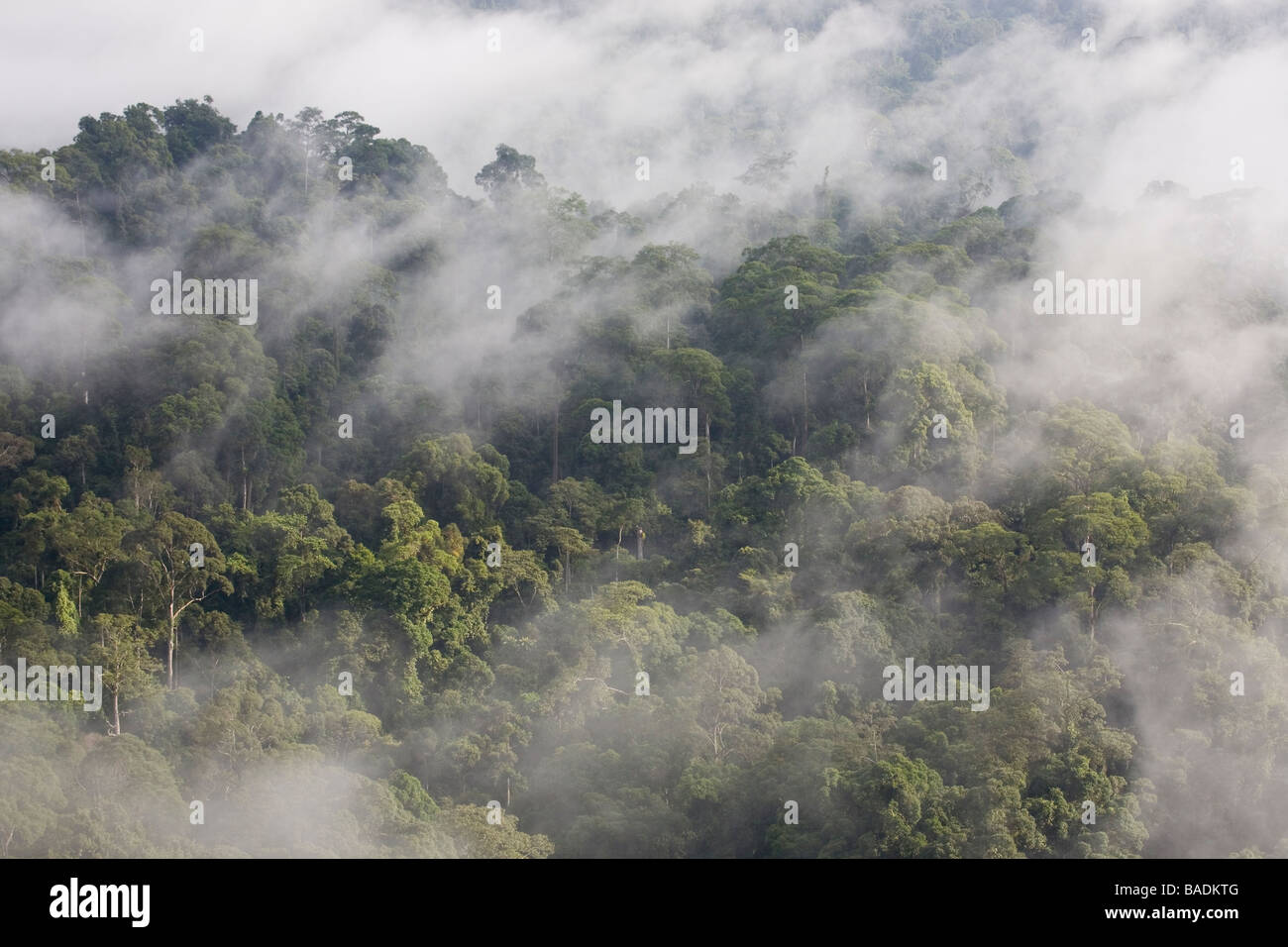 Nebbia di mattina rising fuori foresta pluviale primaria di Danum Valley Conservation Area Sabah Borneo Foto Stock