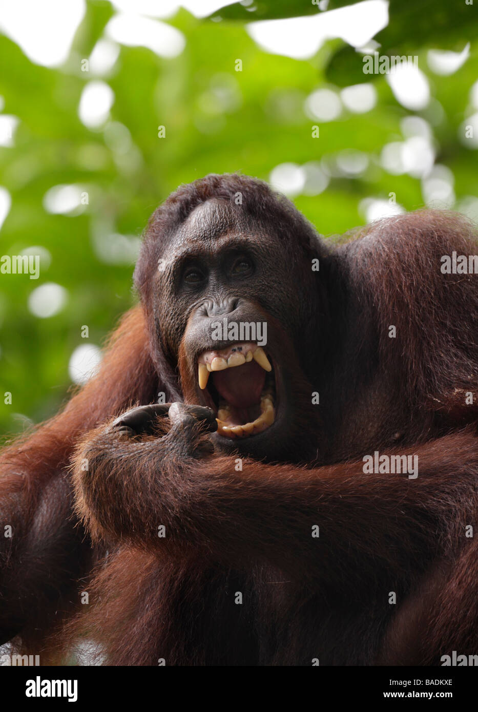 Orang Utan a denti stretti Kabili Sepilok Riserva della Foresta Pluviale Sabah Borneo Foto Stock