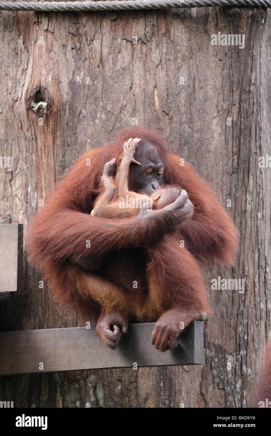 Madre degli Oranghi kissing baby Kabili Sepilok Riserva della Foresta Pluviale Sabah Borneo Foto Stock