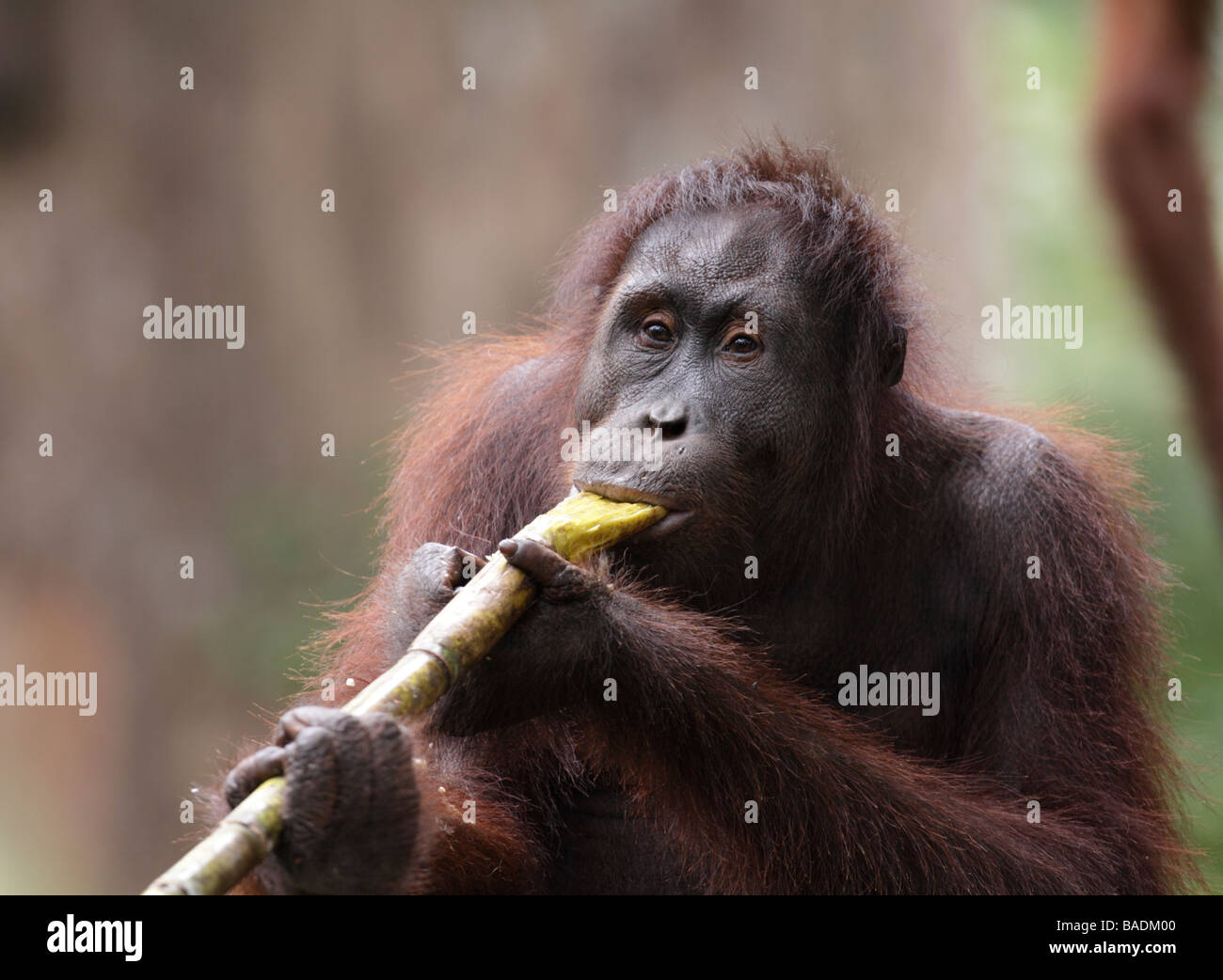 Orang Utan masticare sulla canna da zucchero Kabili Sepilok Riserva della Foresta Pluviale Sabah Borneo Foto Stock