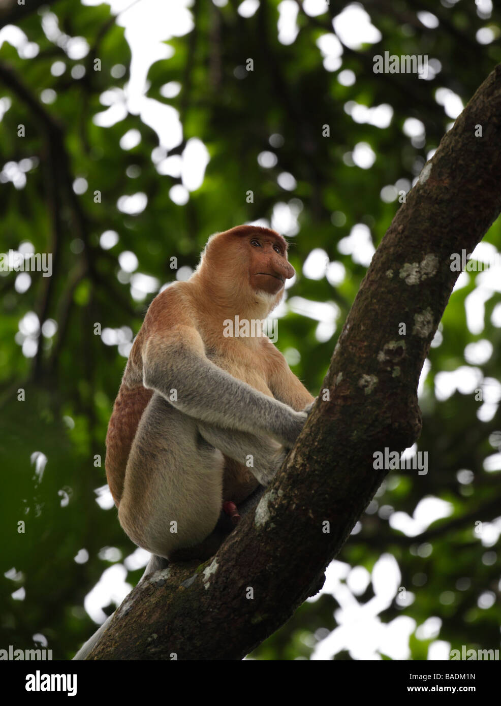 Maschio di scimmia proboscide Nasalis larvatus Kinabatangan inferiore Riserva Faunistica Borneo Foto Stock