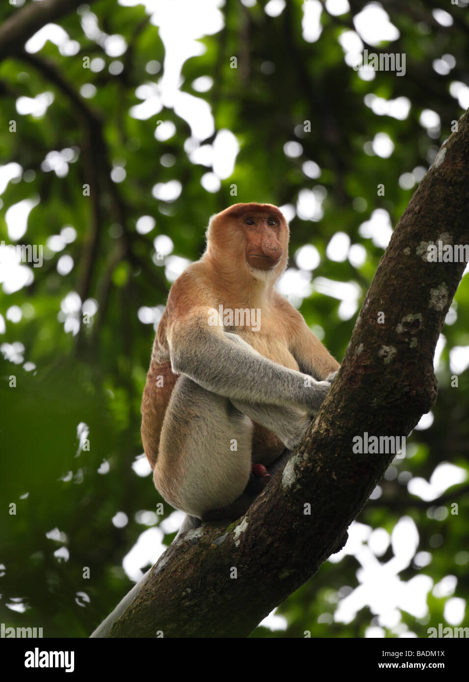 Maschio di scimmia proboscide Nasalis larvatus abbassare Kinabatangan Wildlife Sanctuary Borneo Foto Stock