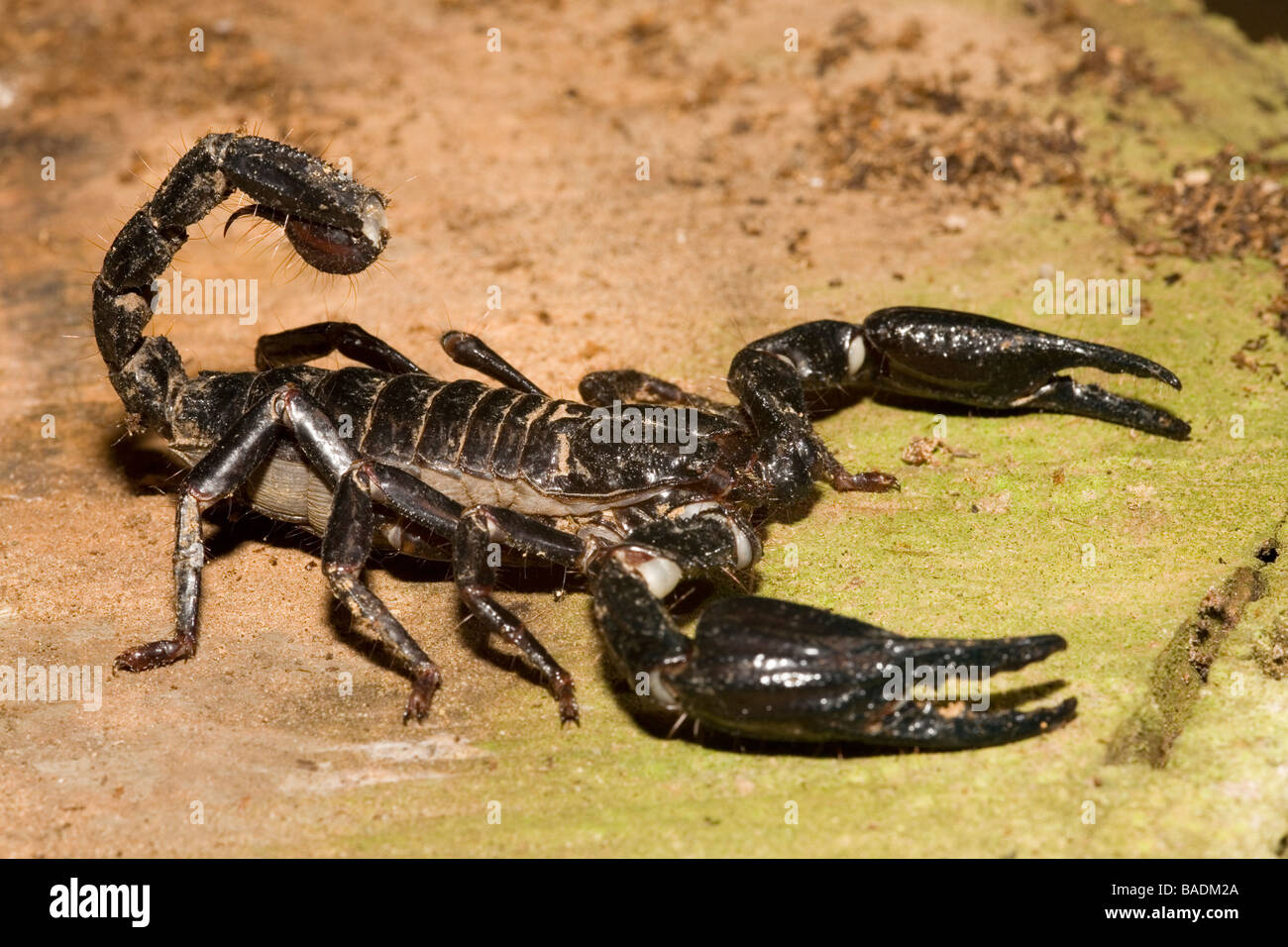 Scorpion Danum Valley Conservation Area Sabah Borneo Foto Stock