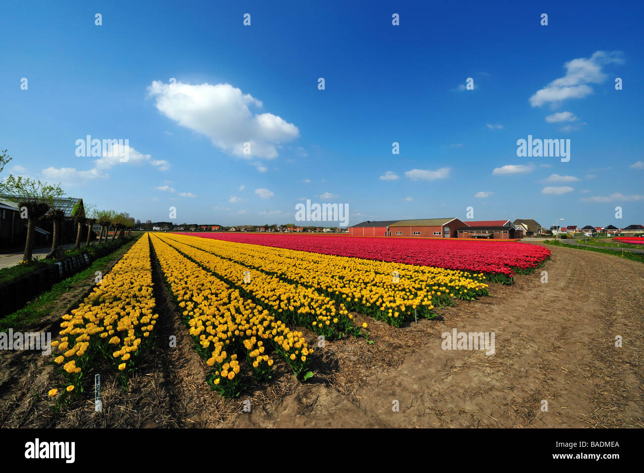 Colorato in campo di tulipani nei Paesi Bassi Foto Stock