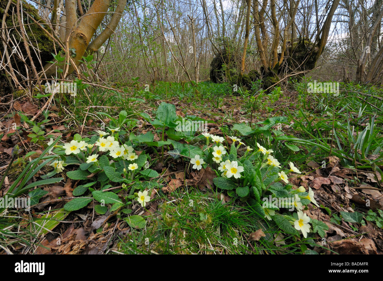 Primrose Primula vulgaris crescendo in copised woodland Foto Stock