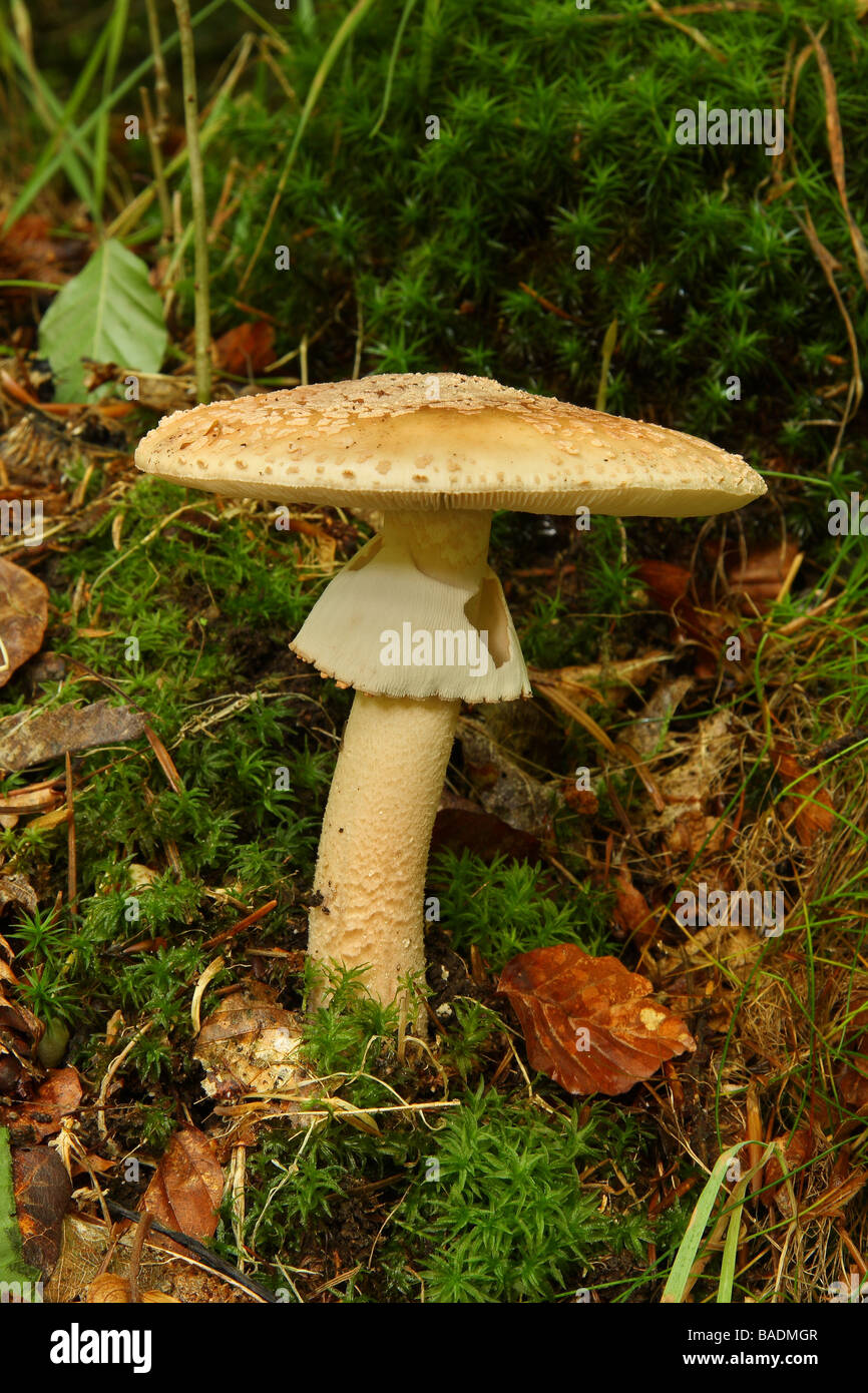 Un fungo Blusher Amanita rubescens crescente nel bosco su moss Limousin Francia Foto Stock