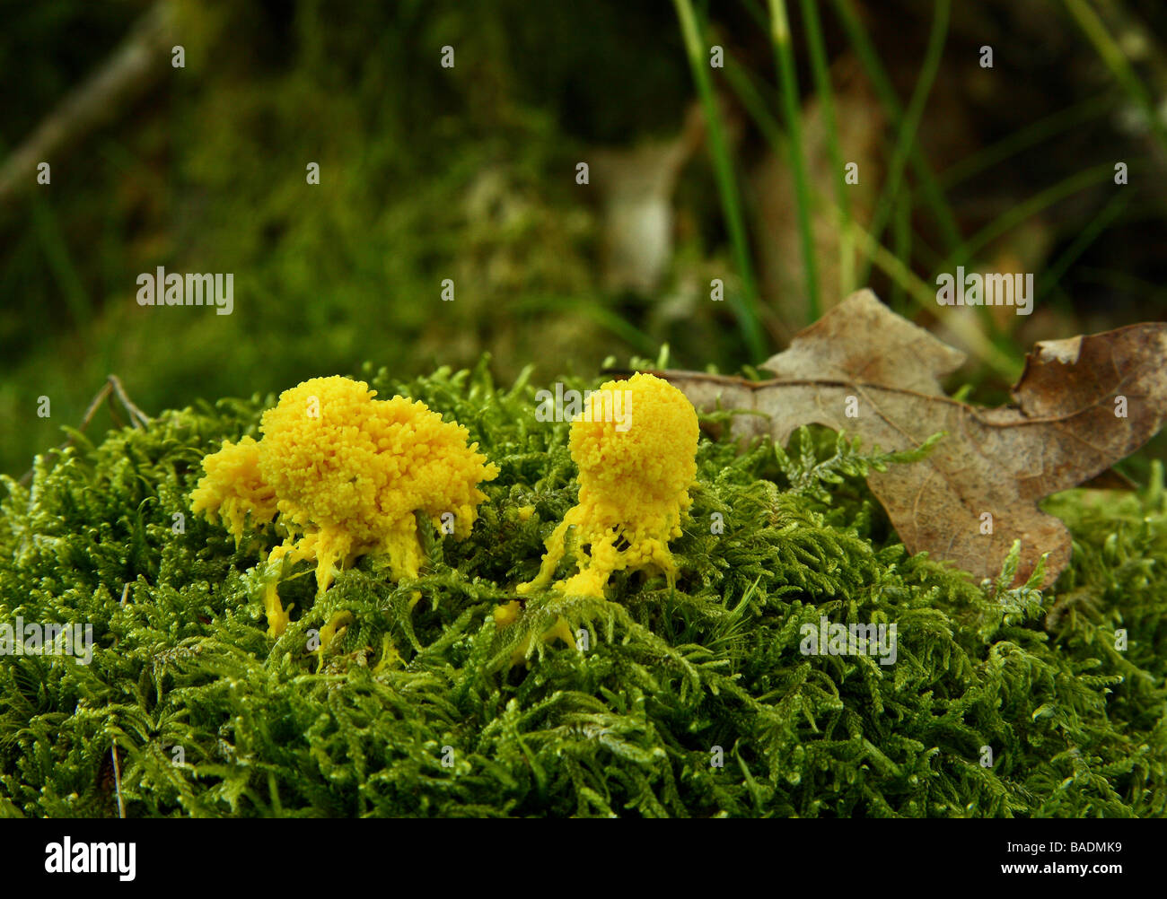 Due patch di un fango giallo funghi che crescono su moss nella regione Limousin Francia Foto Stock