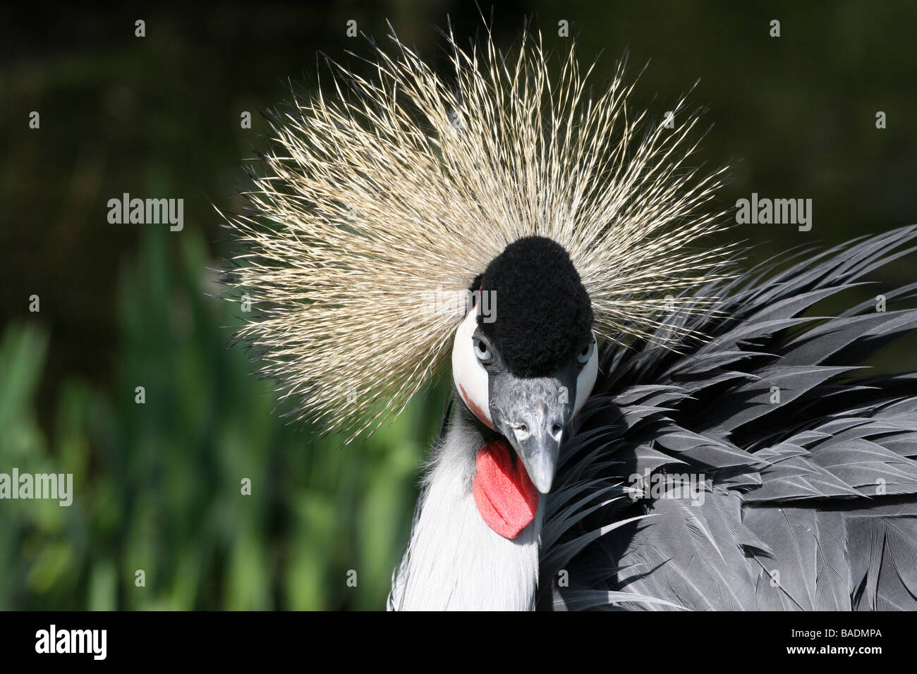 Testa sulla vista di testa le piume di African Grey Crowned Crane Balearica regulorum prese a Martin mera WWT, LANCASHIRE REGNO UNITO Foto Stock