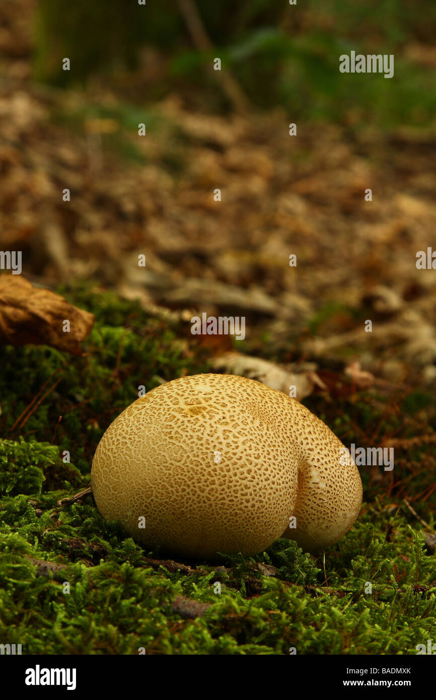 Una messa a terra comune sfera Scleroderma citrinum su una chiazza di muschio nel bosco Limousin Francia Foto Stock