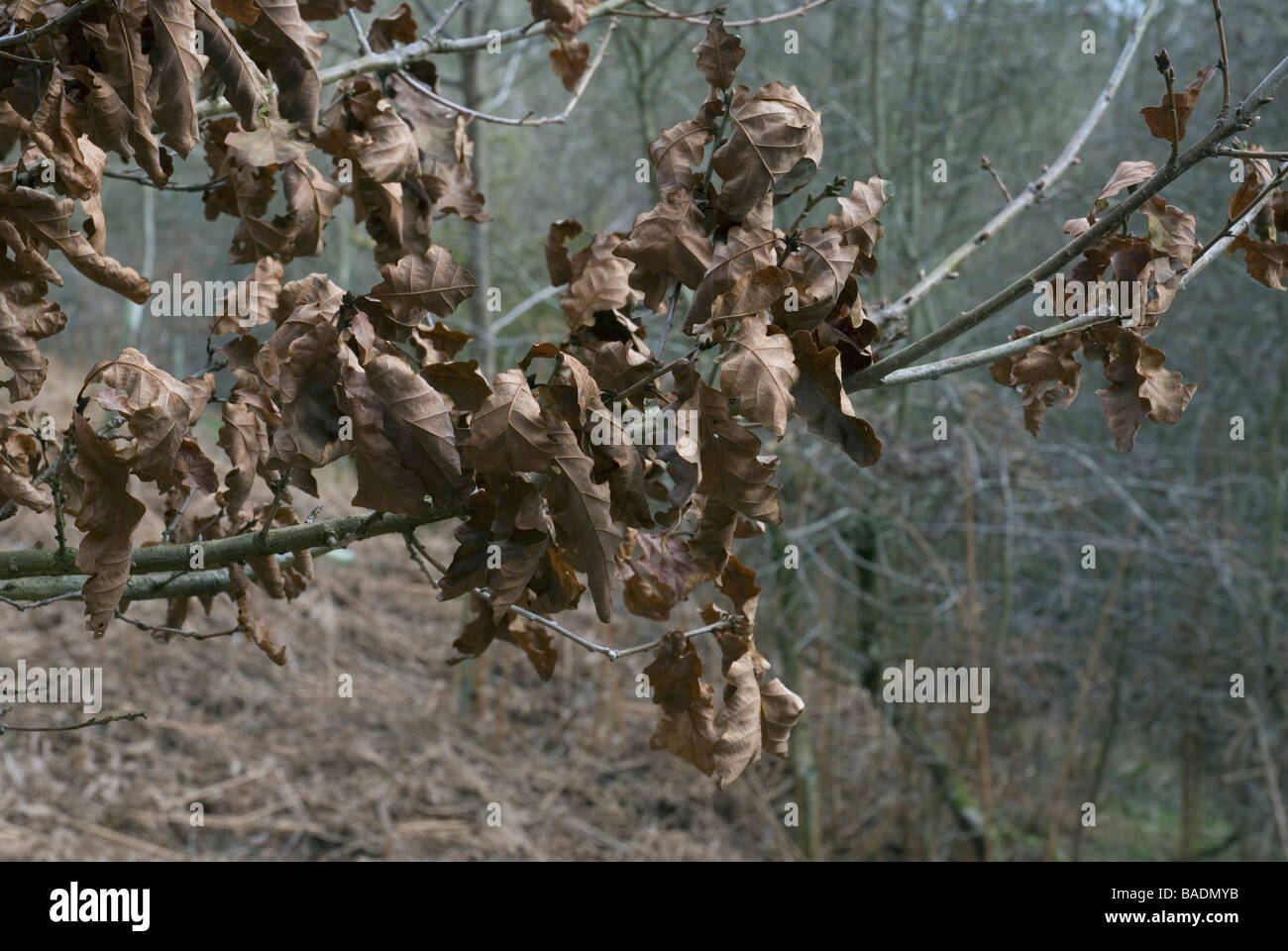 Oak tree ramo nella stagione dormiente Foto Stock