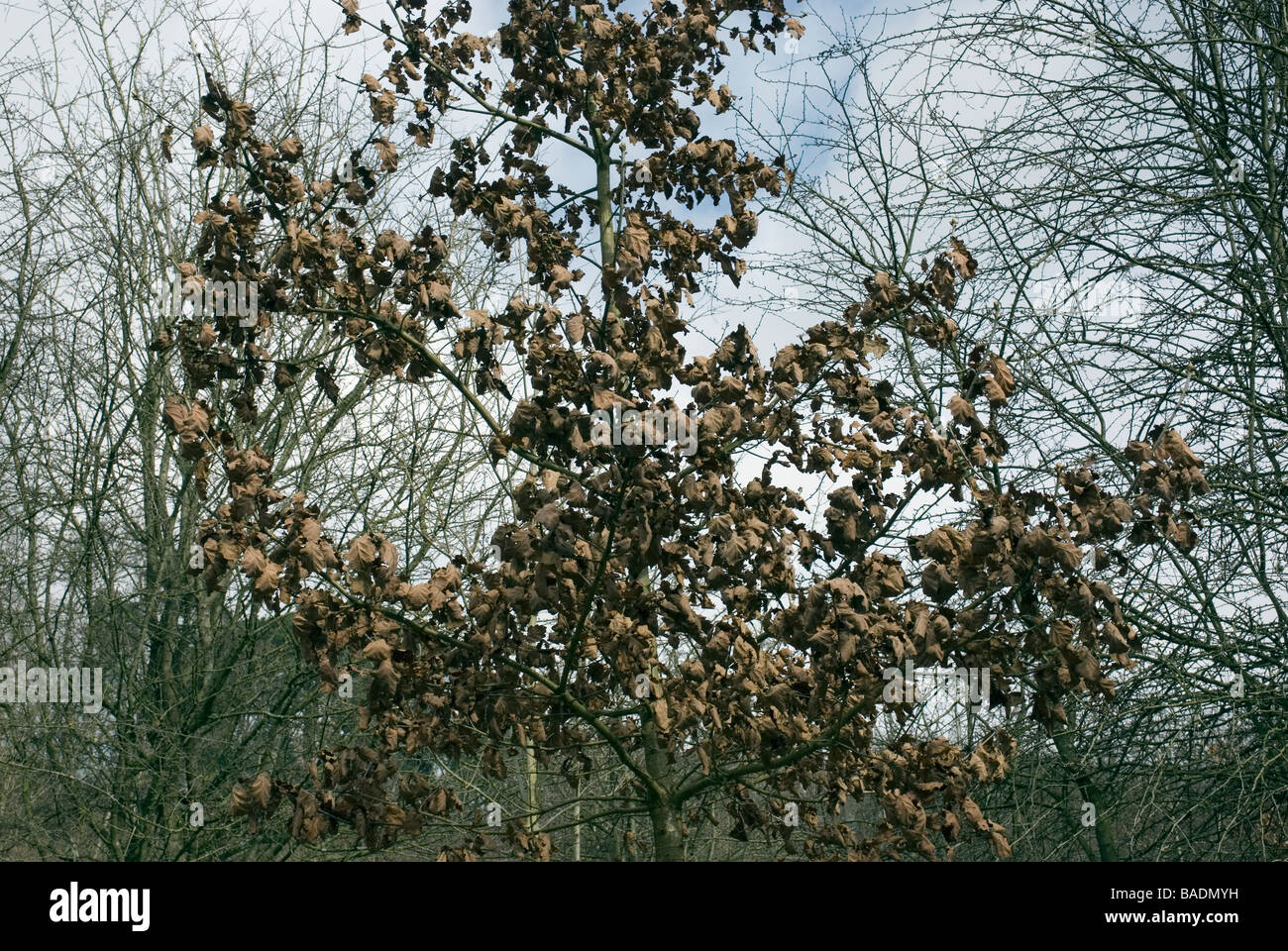 Albero di quercia nella stagione dormiente Foto Stock