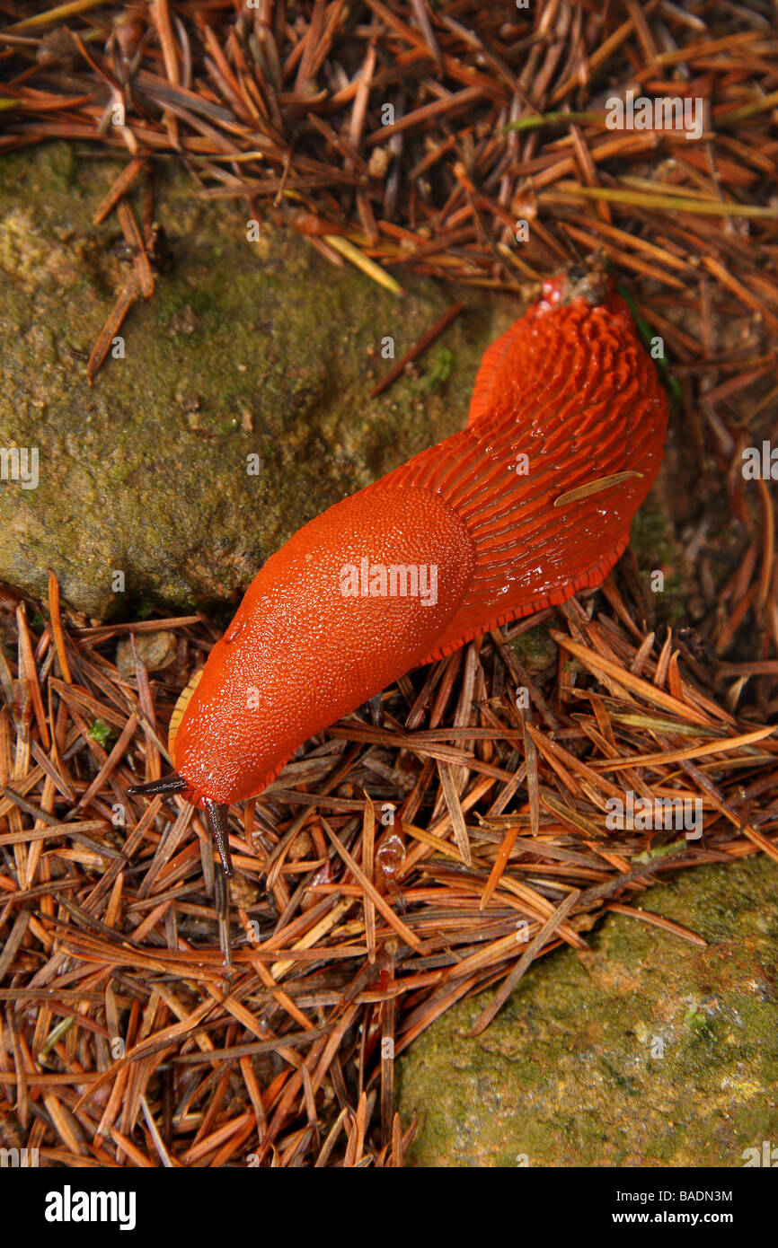 Un arancione slug arrampicarsi su una pietra su un letto di aghi di pino ripresa dall'alto Limousin Francia Foto Stock