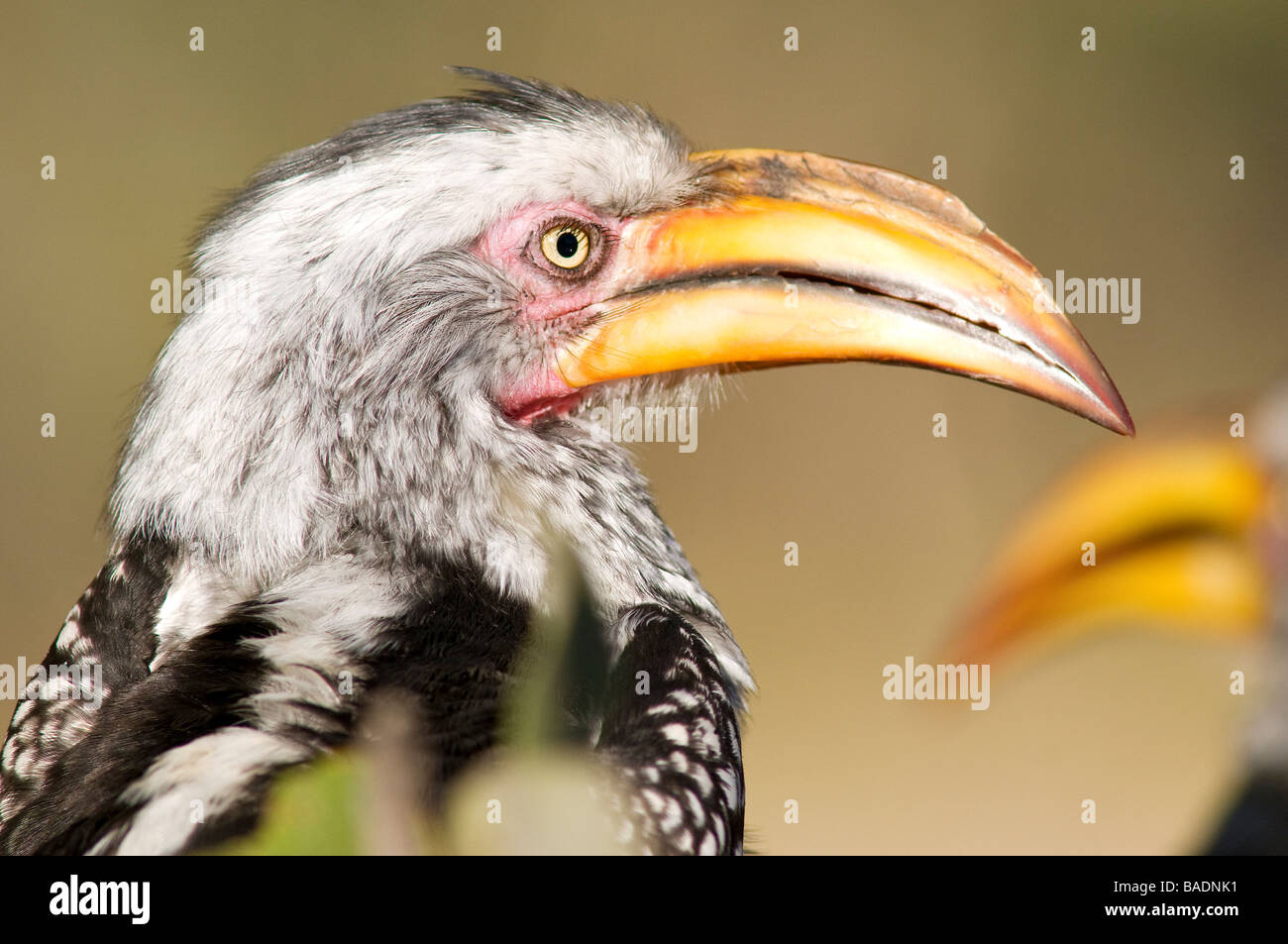 Il Botswana, a nord-ovest di distretto, Chobe National Park, Savuti regione arida, calao un becco giallo Foto Stock