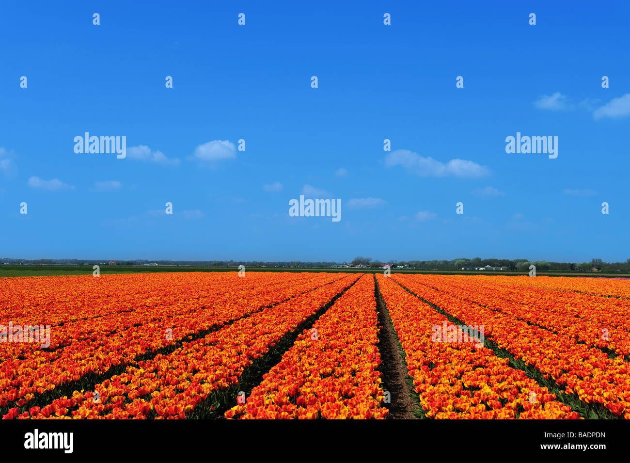 Colorato in campo di tulipani nei Paesi Bassi Foto Stock