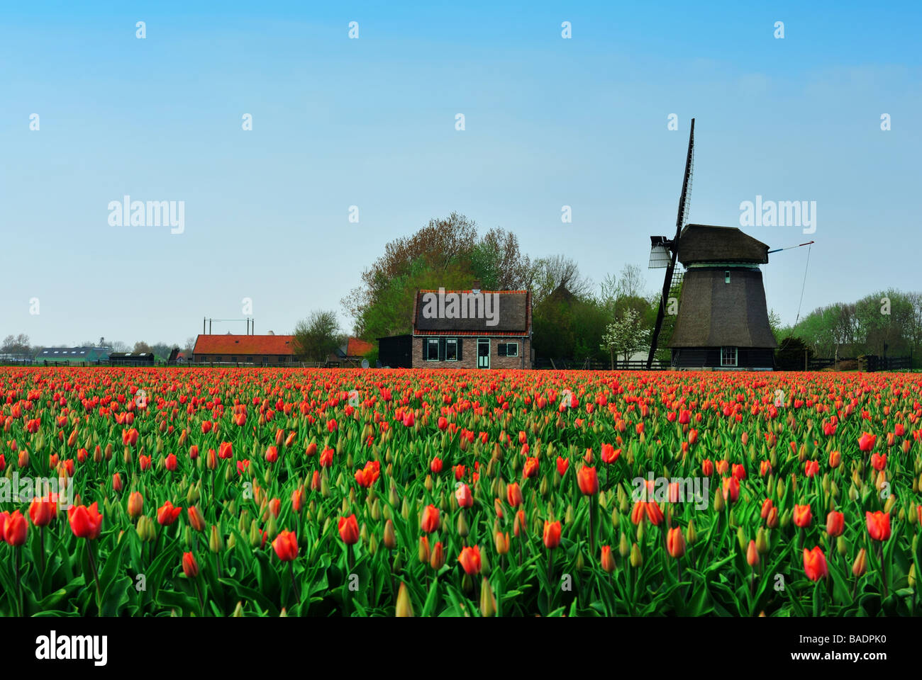 Colorato in campo di tulipani e mulino a vento nei Paesi Bassi Foto Stock