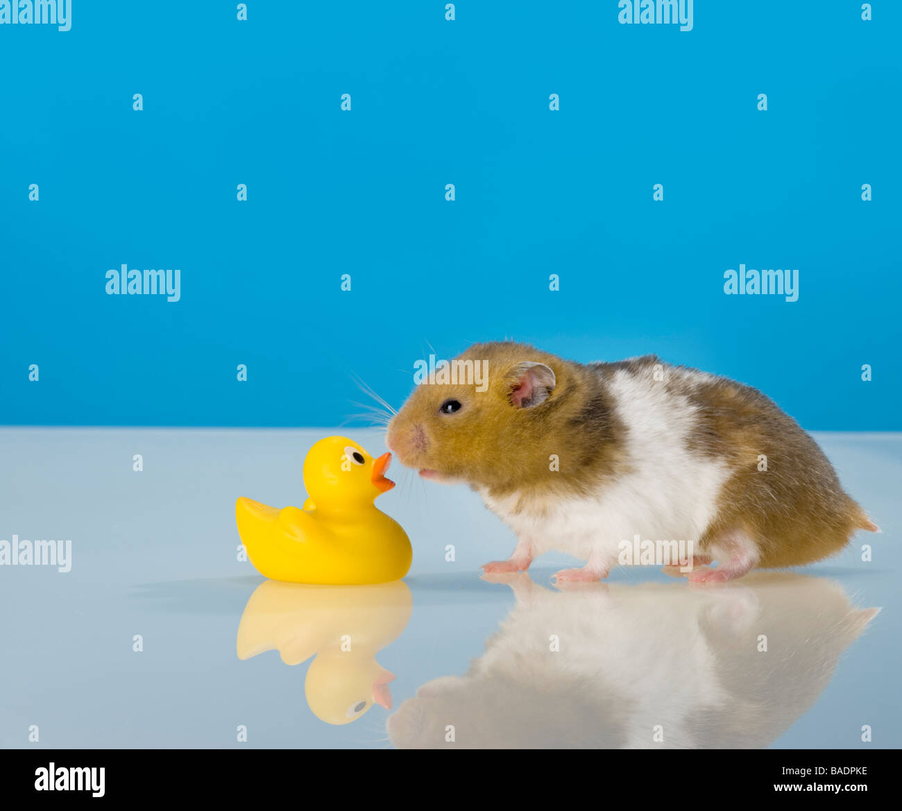 Divertente criceto goldhamster kissing giallo rubberduck kiss rubber duck roditore sfondo blu teddy criceto animali domestici Fur bear Foto Stock